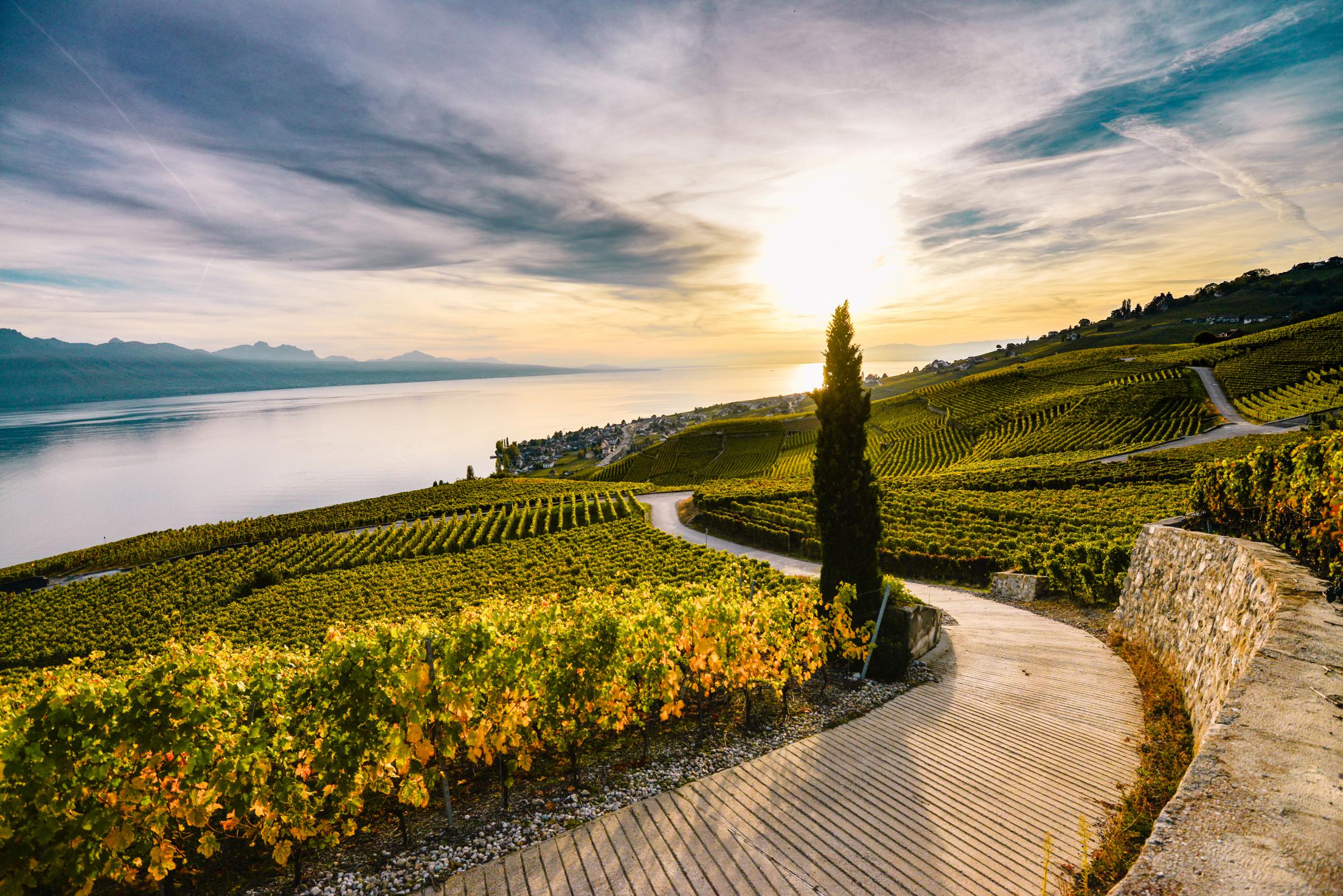 Home Swiss Riviera Wine Tours